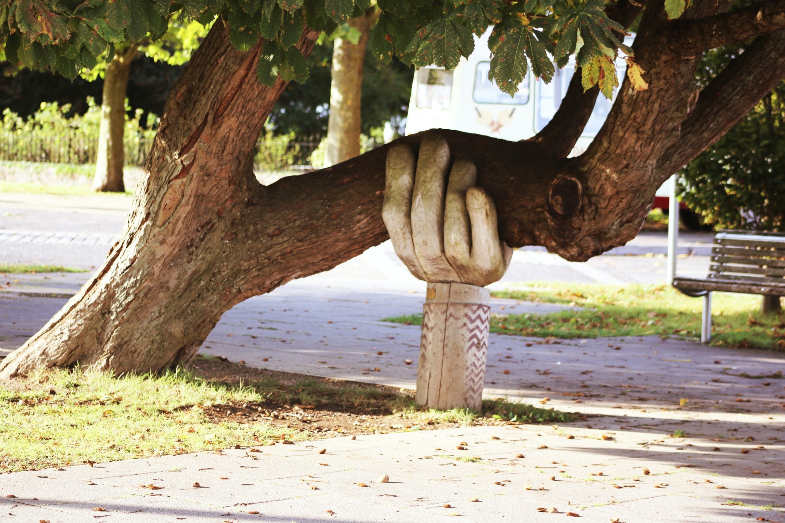 a support beam holding up a tree branch
