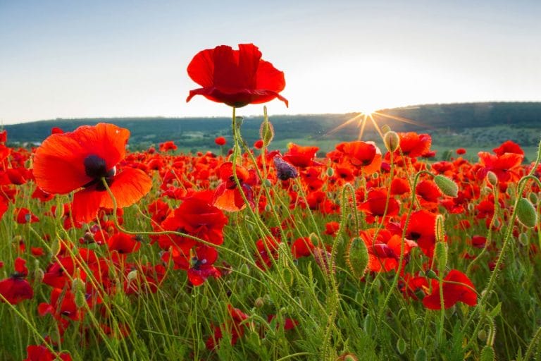 What Is Tall Poppy Syndrome? 