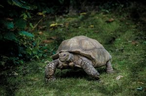 a tortoise to represent hot to deal with stress in the workplace for the long term