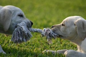 dogs playing tug of war