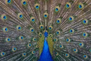 a peacock to symbolise making a first impression with your linkedin publisher post