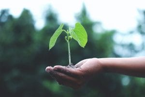 a plant growing to symbolise that consistency makes effective business development