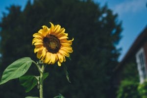 a sunflower to represent success