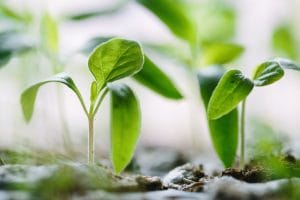 seedlings to represent small firms and what is involved in their partnership admission process