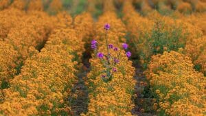 a purple flower blooming from yellow ones to symbolise thinking differently