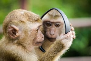 a monkey looking at himself in the mirror to represent seeing yourself as a client