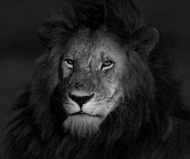 a black and white lion face to represent how to have more gravitas