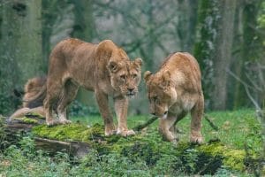 a lion stalking another lion to represent strong and weak