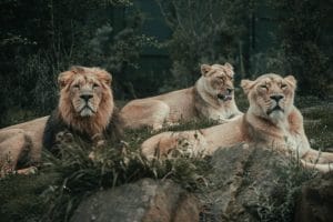 a lion herd