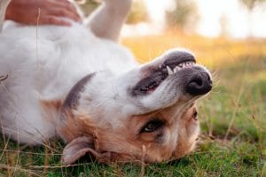 a dog getting a belly rub