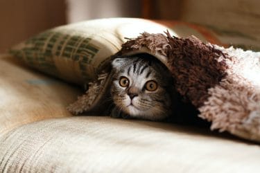 a cat hiding